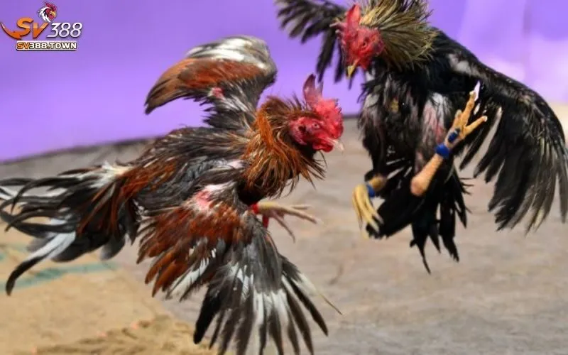 Đá Gà Ăn Tiền Campuchia: Trải Nghiệm Đá Gà Online Đỉnh Cao 3 Đá gà ăn tiền Campuchia