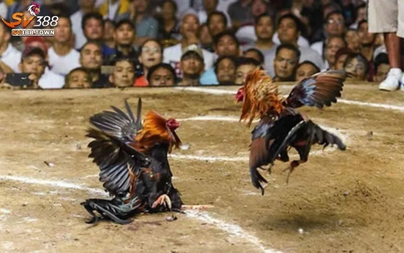 Lưu ý khi tham gia đá gà ăn tiền Campuchia