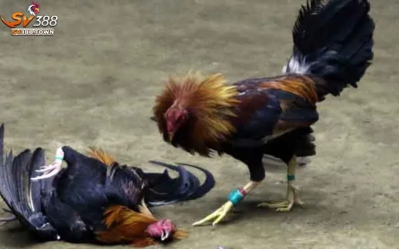 Đá Gà Cựa Dao: Môn Thể Thao Dân Gian, Đầy Tính Thử Thách 2 Đá Gà Cựa Dao