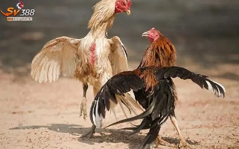 Đá Gà Cựa Dao: Môn Thể Thao Dân Gian, Đầy Tính Thử Thách 3 Đá Gà Cựa Dao