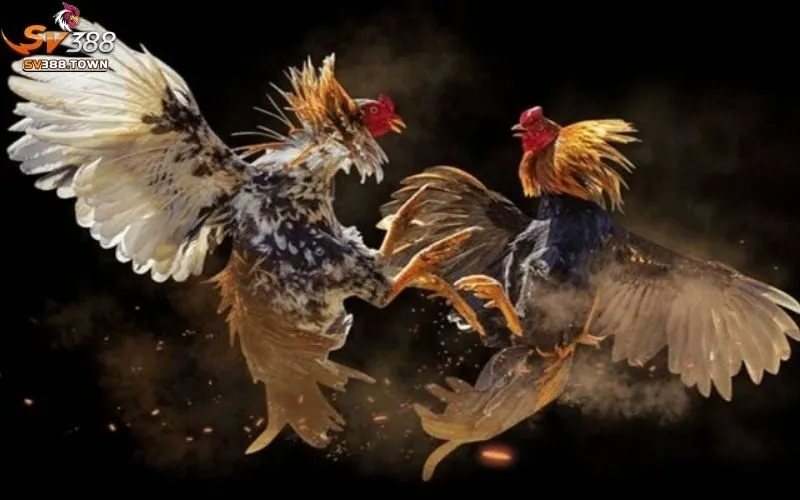 Tính Thử Thách và Giá Trị của Đá Gà Cựa Dao