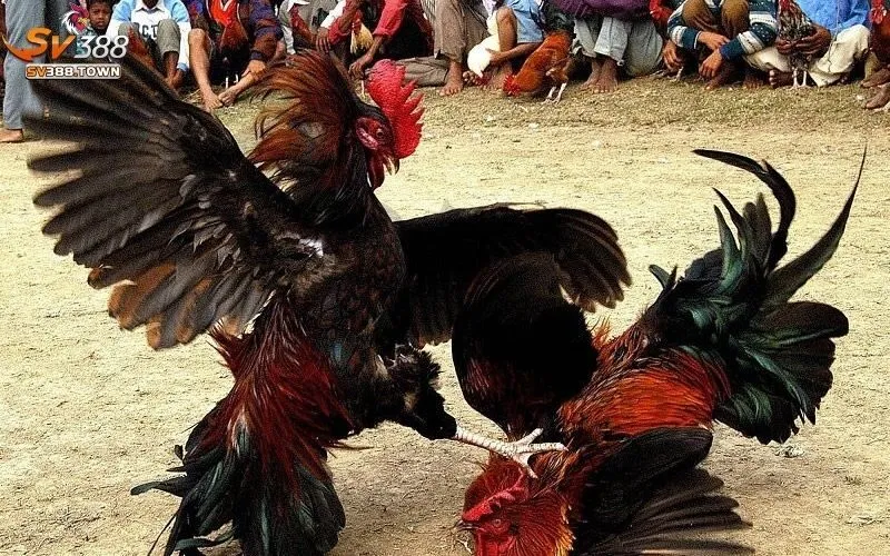 Đá Gà Cựa Sắt: Trận Đấu Kịch Tính, Hấp Dẫn, Gay Cấn Nhất 2 Đá Gà Cựa Sắt