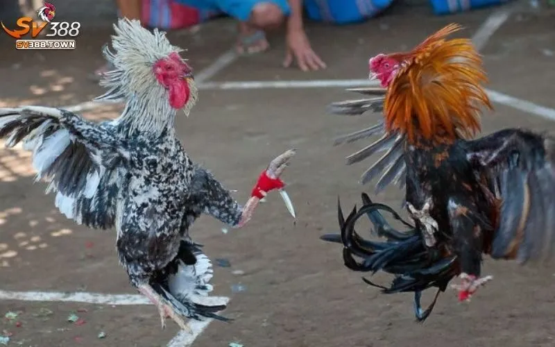 Đá Gà Cựa Sắt: Trận Đấu Kịch Tính, Hấp Dẫn, Gay Cấn Nhất 3 Đá Gà Cựa Sắt