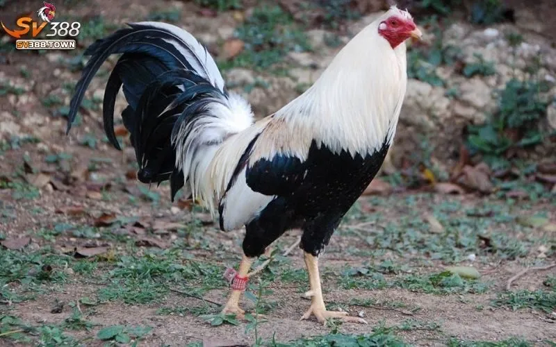 Đá Gà Cựa Tròn: Cách Chơi Và Kinh Nghiệm Thắng Lớn 2 Đá gà cựa tròn