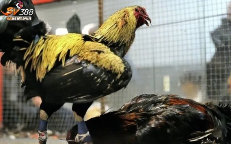 Đá Gà Cựa Tròn: Cách Chơi Và Kinh Nghiệm Thắng Lớn 3 Đá gà cựa tròn