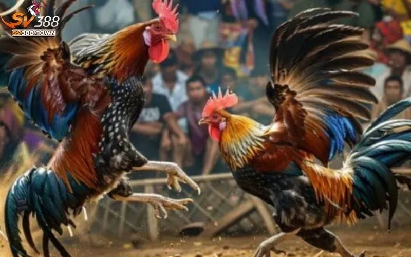 Đá Gà Thomo: Sân Chơi Đá Gà Trực Tuyến Lớn Nhất Đông Nam Á 3 Đá Gà Thomo