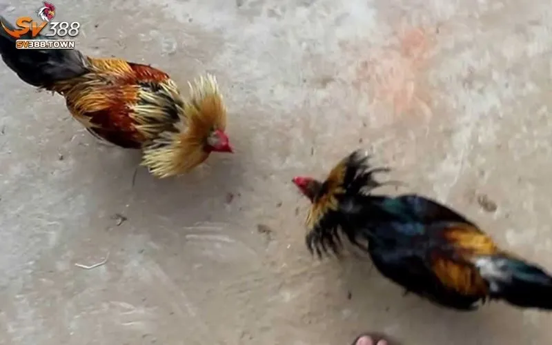 Đá Gà Tre: Trận Đấu Truyền Thống, Thu Hút Người Xem Đông Đảo 3 Đá Gà Tre