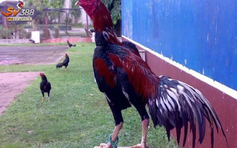 Gà Chọi Là Gì: Tìm Hiểu Giống Gà Chọi, Kỹ Thuật Nuôi Dưỡng 2 Gà Chọi Là Gì