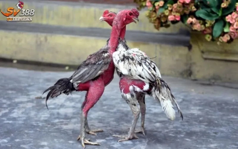 Gà Chọi Là Gì: Tìm Hiểu Giống Gà Chọi, Kỹ Thuật Nuôi Dưỡng 4 Gà Chọi Là Gì