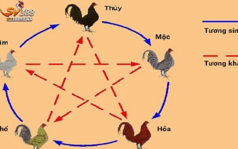 Màu Mạng Gà Đá: Bí Quyết Chọn Gà Đá Chuẩn, Chiến Thắng Cao 2 Màu mạng gà đá