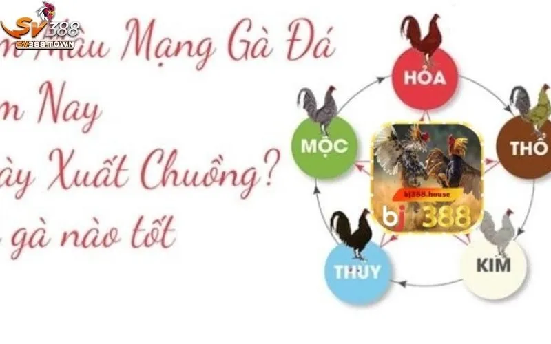 Màu Mạng Gà Đá: Bí Quyết Chọn Gà Đá Chuẩn, Chiến Thắng Cao 3 Màu mạng gà đá