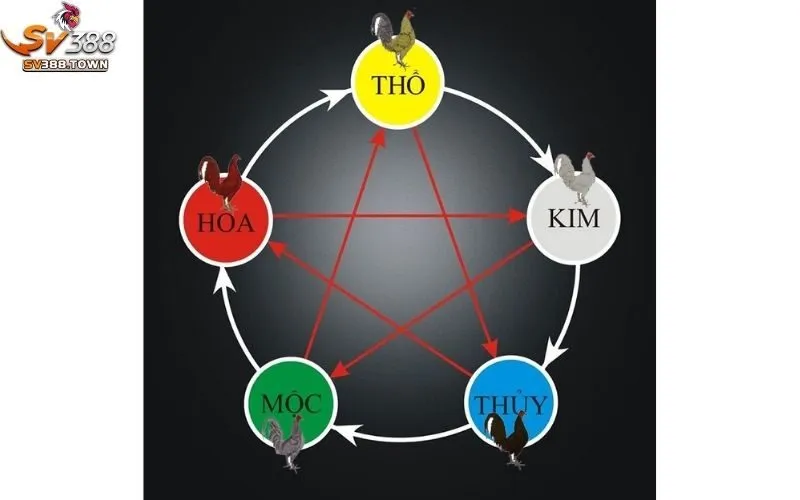 Màu Mạng Gà Đá: Bí Quyết Chọn Gà Đá Chuẩn, Chiến Thắng Cao 4 Màu mạng gà đá