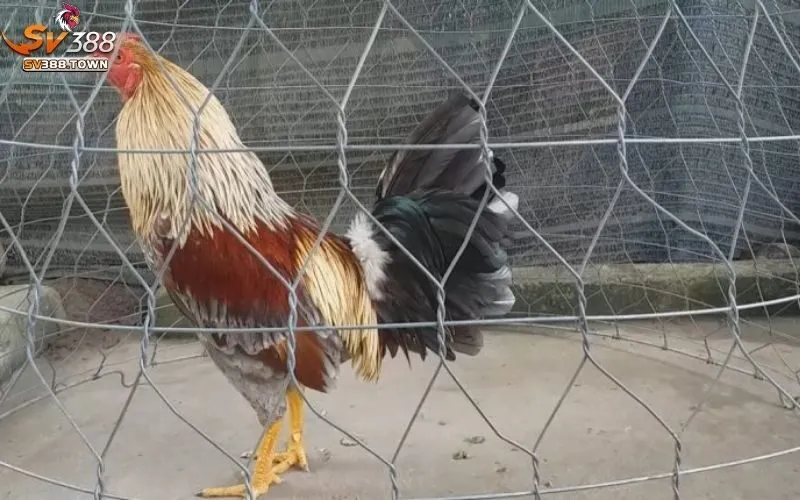 Nuôi Gà Đá: Hướng Dẫn Nuôi Gà Đá Khỏe Mạnh, Hiệu Quả Cao 2 Nuôi Gà Đá