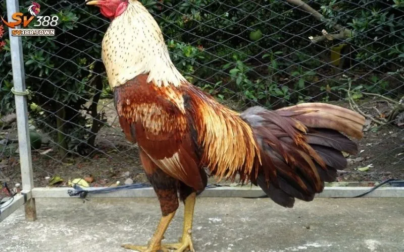 Nuôi Gà Đá: Hướng Dẫn Nuôi Gà Đá Khỏe Mạnh, Hiệu Quả Cao 3 Nuôi Gà Đá