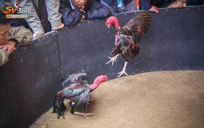 Thế Gà Đá Xạ: Phân Tích Thế Đá, Chiến Thuật Hiệu Quả Nhất 2 Thế gà đá xạ