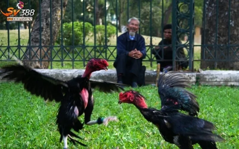 Chiến thuật hiệu quả nhất khi sử dụng thế đá xạ