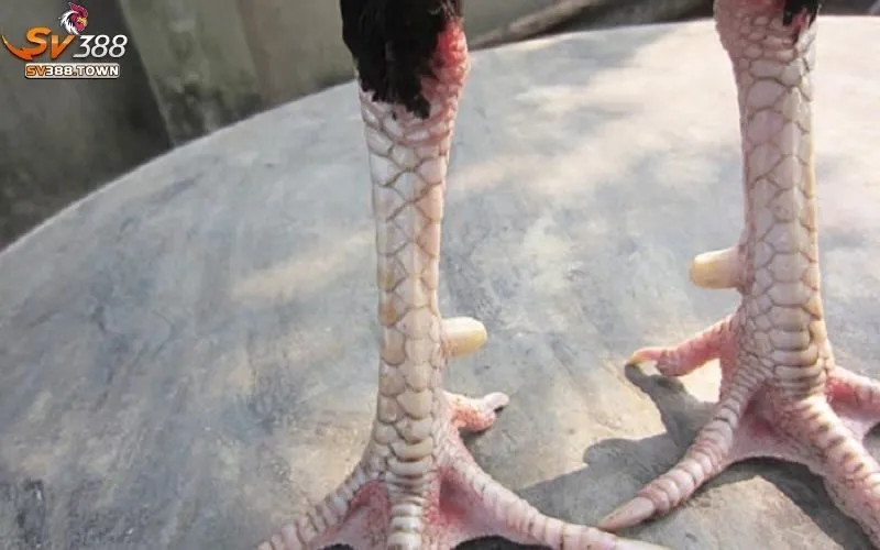 Những lưu ý quan trọng khi chọn gà đá dựa trên vảy